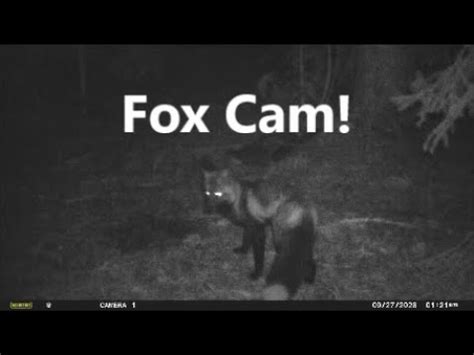 camfox|Cam Fox 